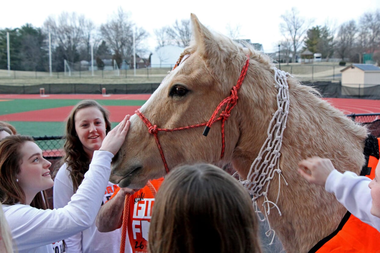 horse and girls petting it